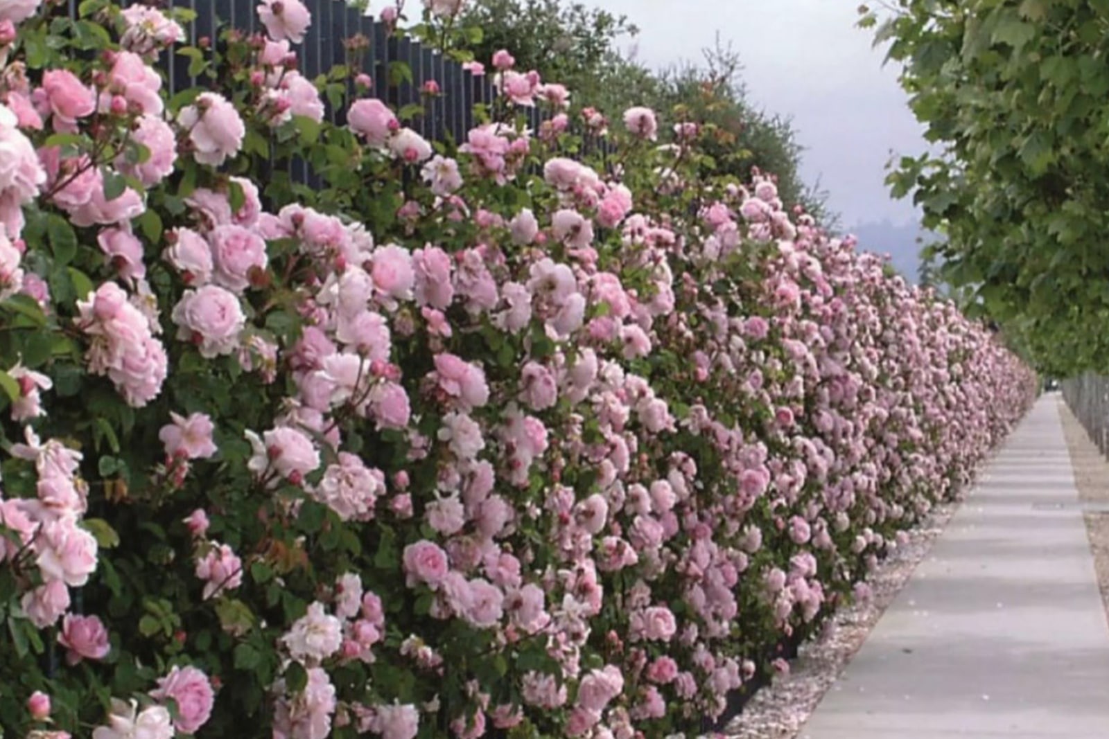 Изгородь из роз