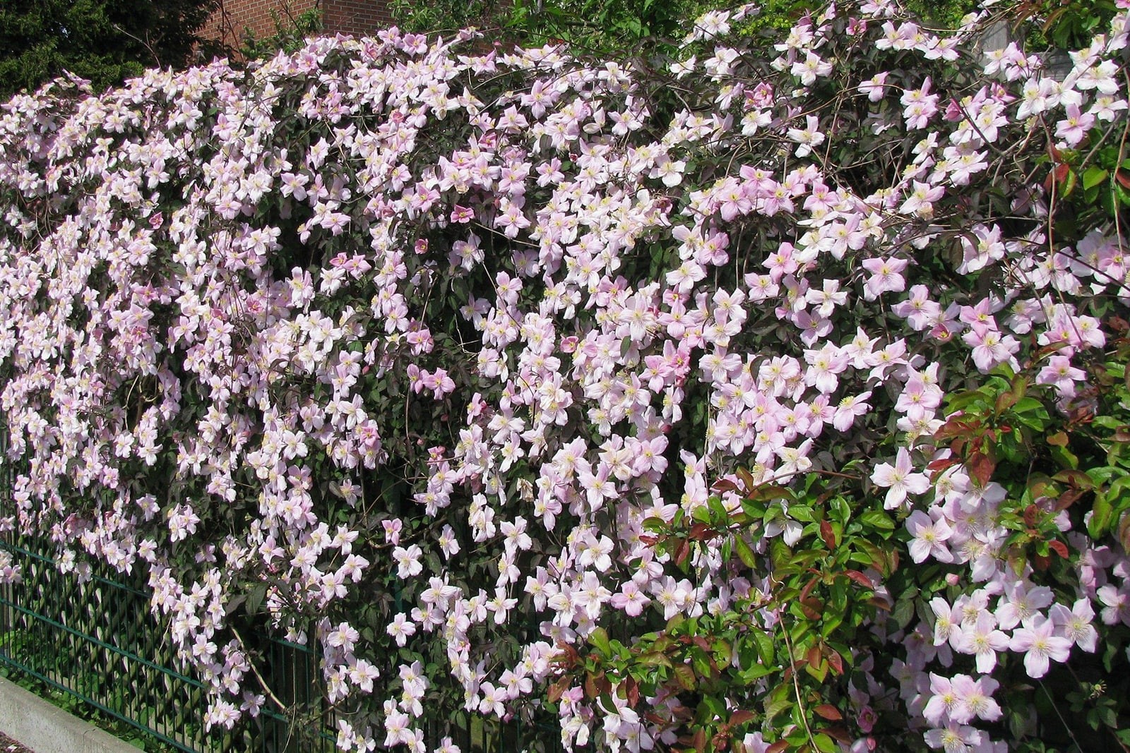 Изгородь из клематиса