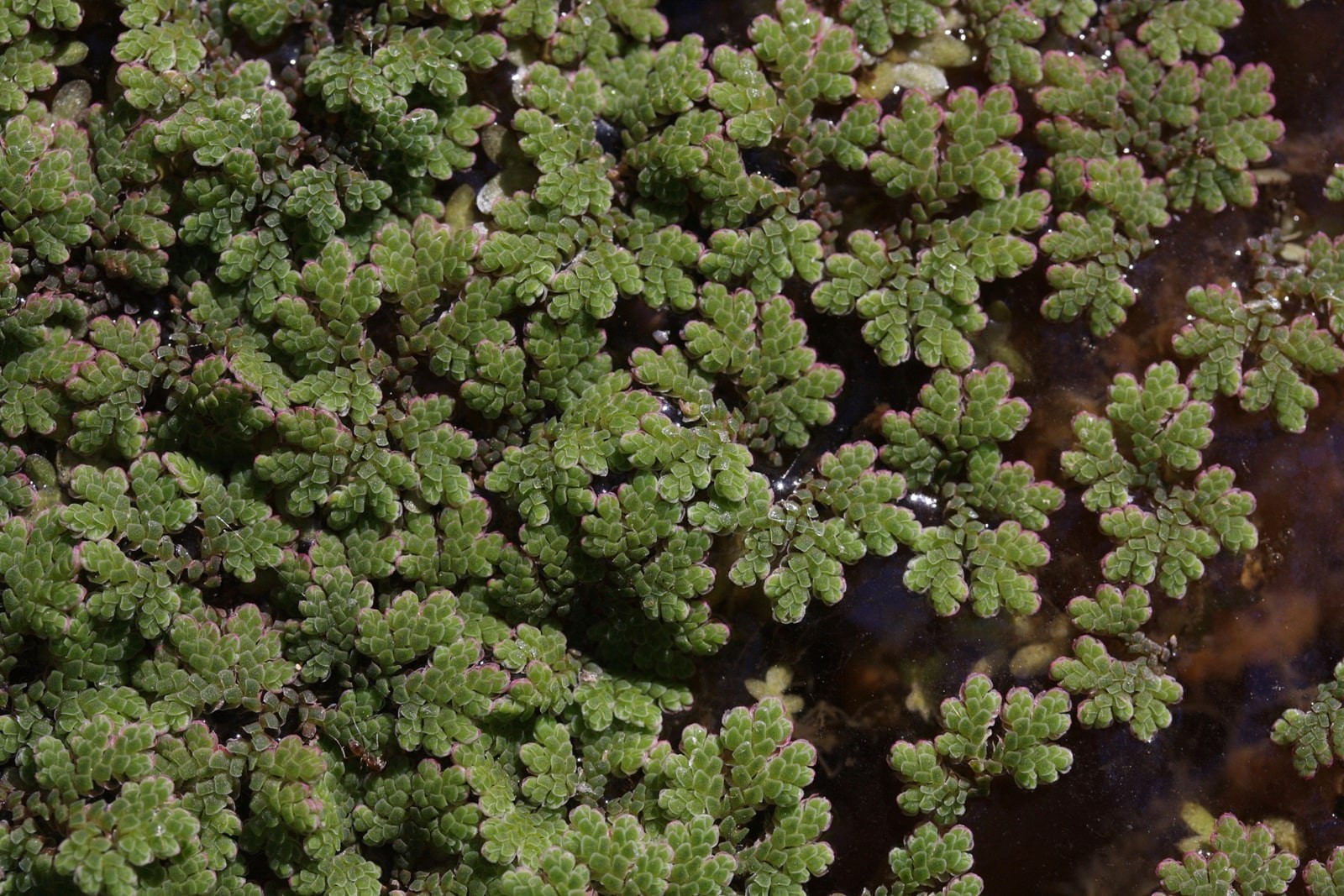 Азолла папоротниковидная