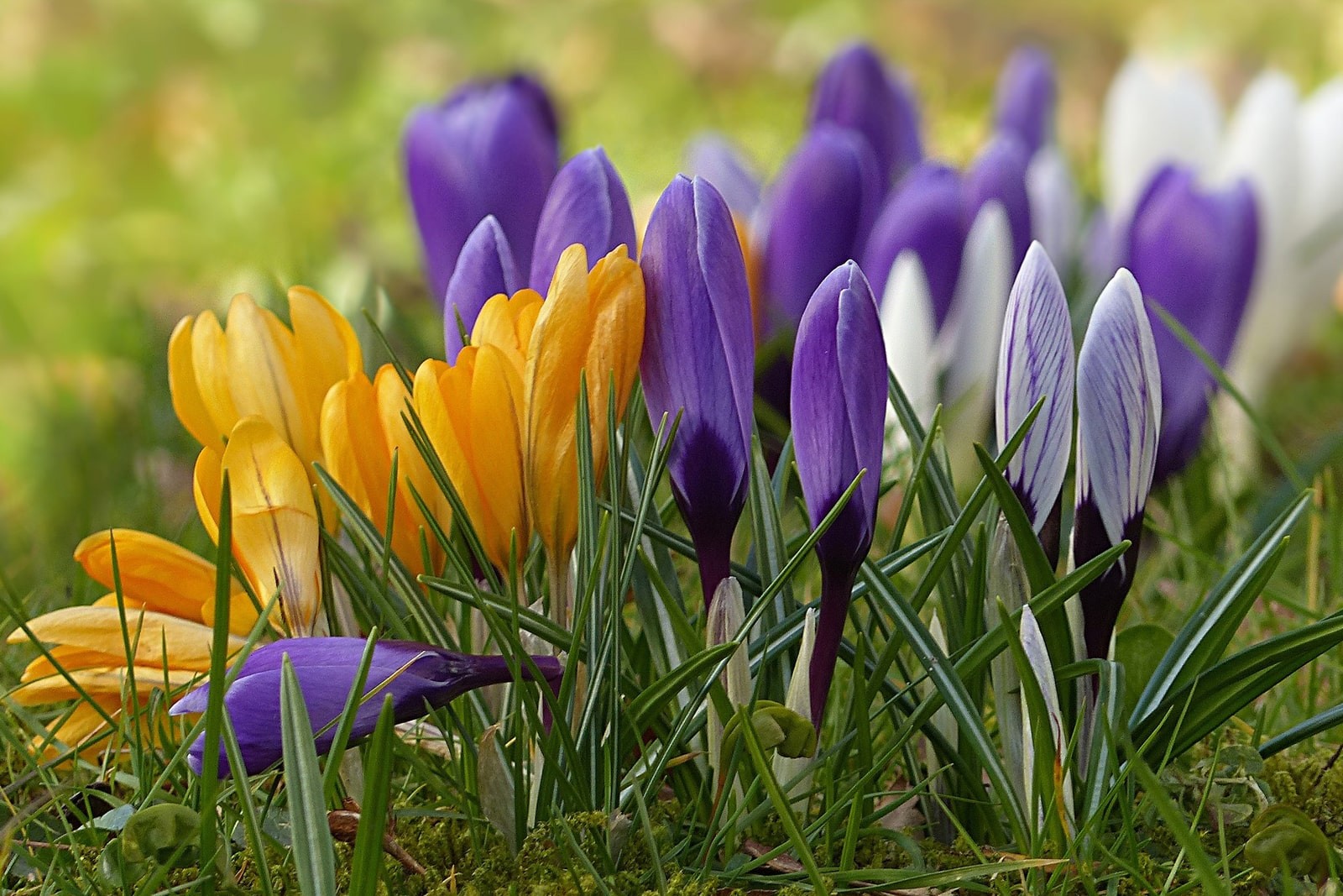 Крокусы