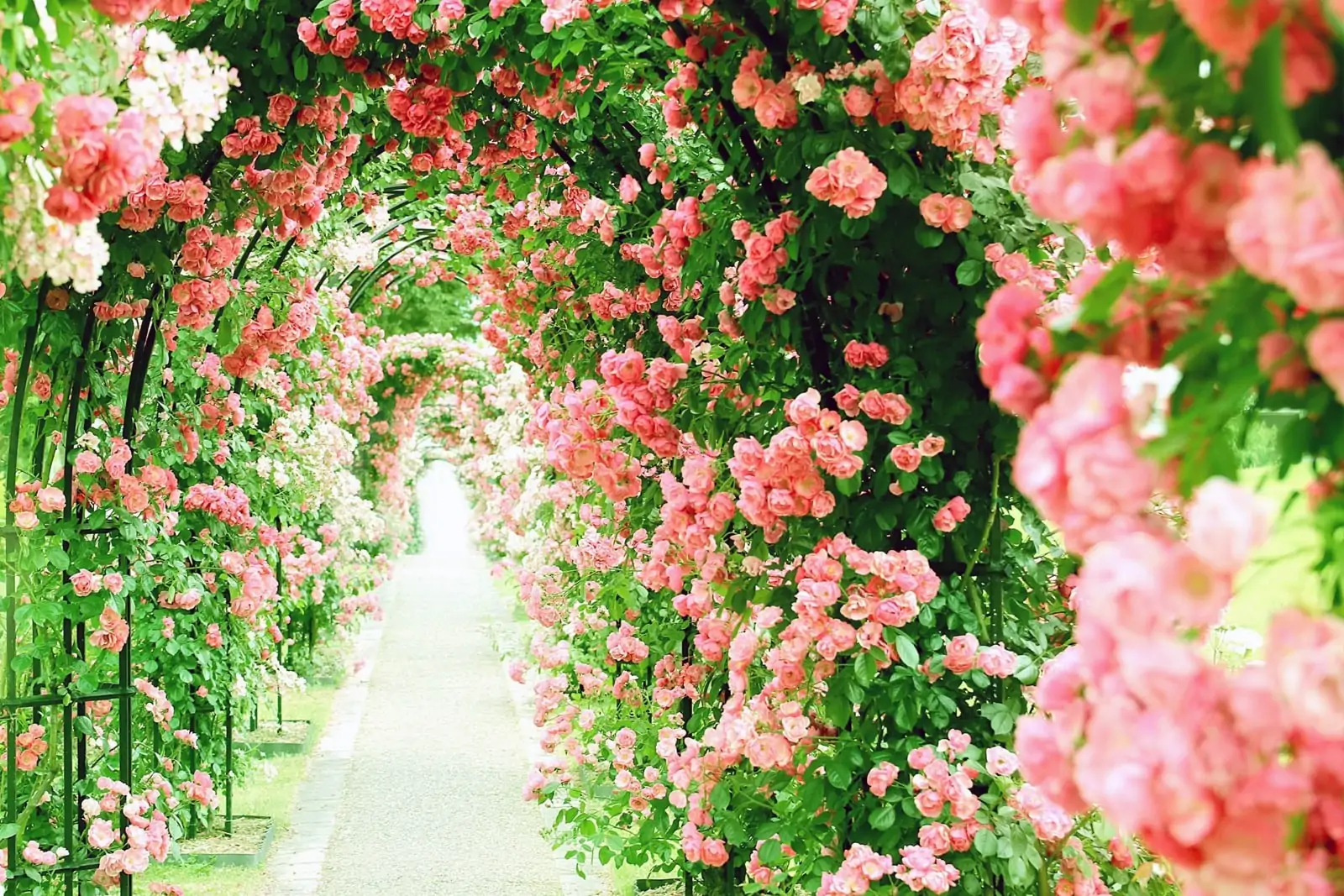 Арка из роз в загородном доме