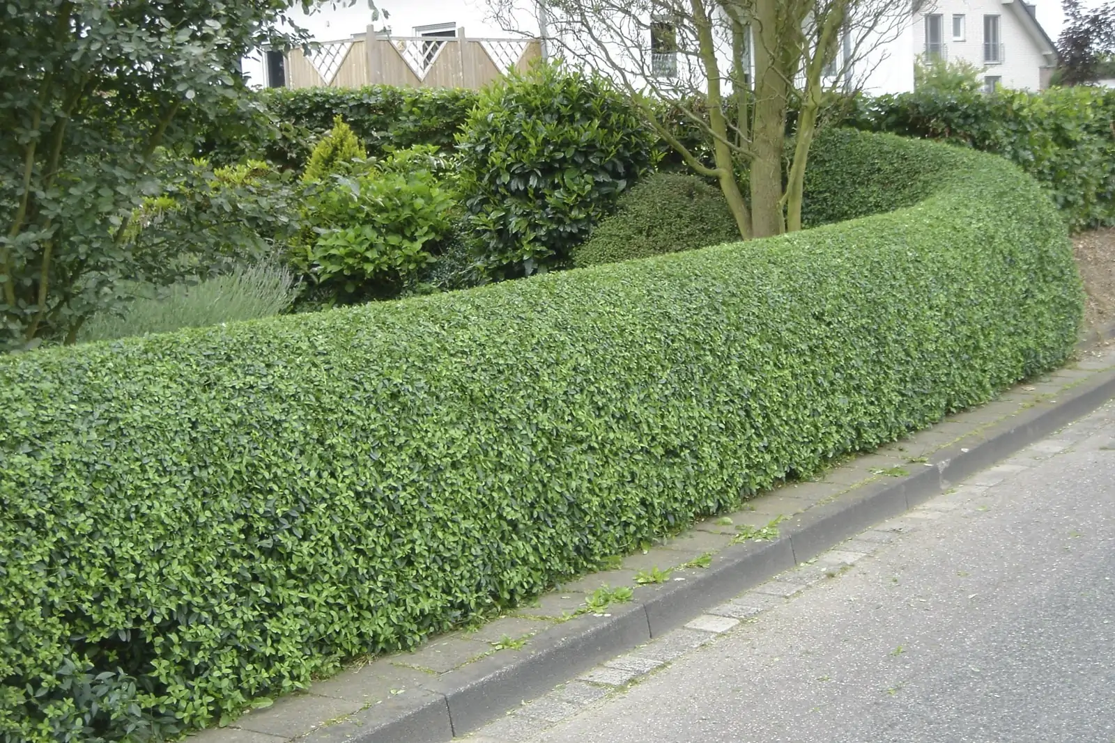 Живая изгородь из бирючины