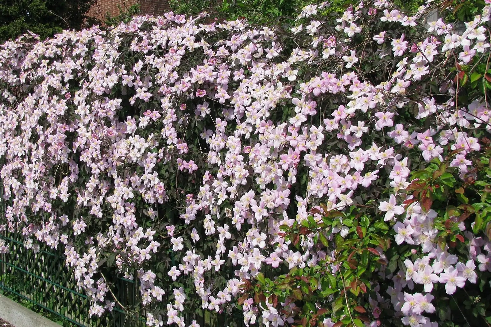 Изгородь из клематиса