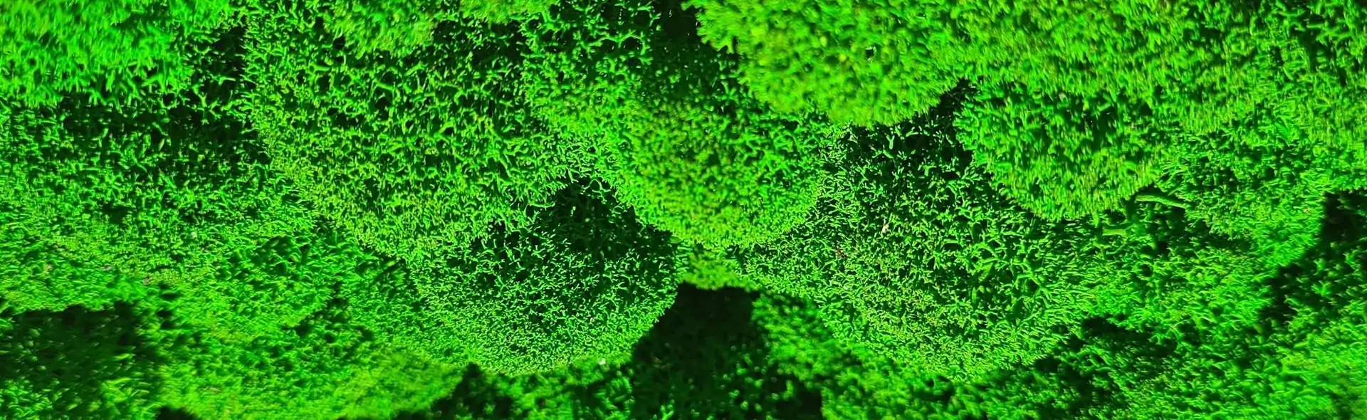 Стабилизированный мох