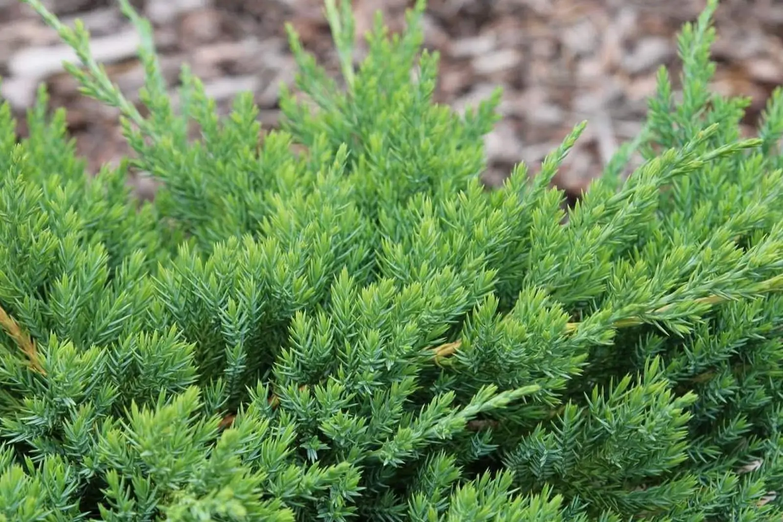 Можжевельник