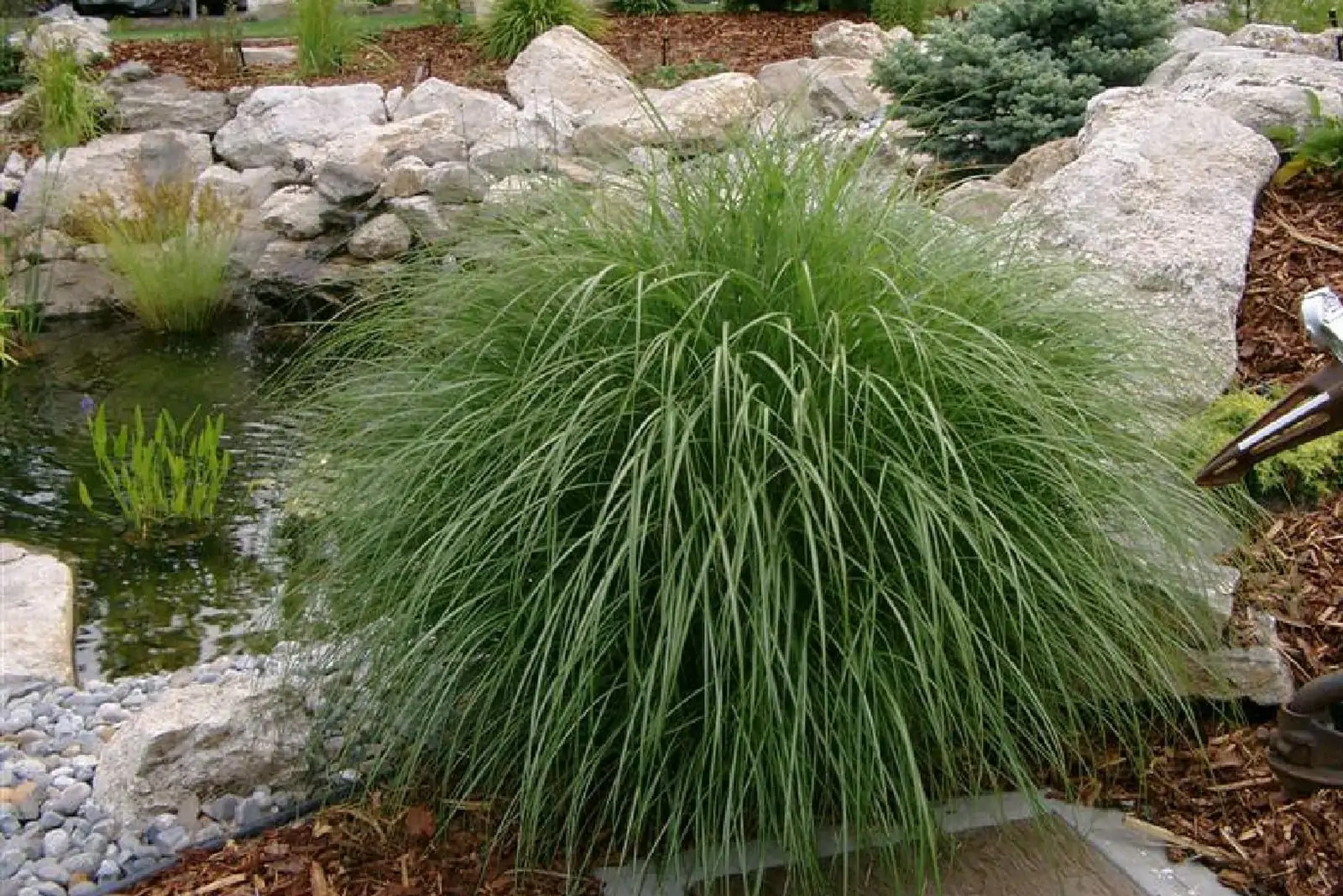 Камыш поникающий